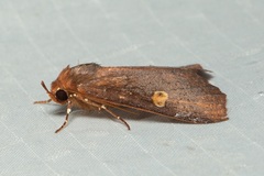 Lineopalpa orsara