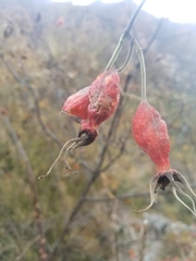 Rosa webbiana
