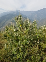 Leucosceptrum canum