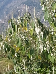 Leucosceptrum canum