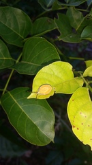 Agapophyta bipunctata