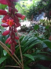 Thunbergia coccinea