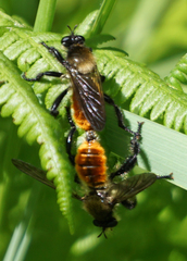 Laphria janus