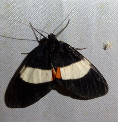 Eumilionia mediofasciata