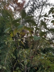 Leucosceptrum canum