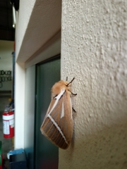 Kentroleuca albilinea