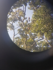 Milvus migrans