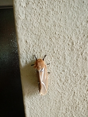 Kentroleuca albilinea