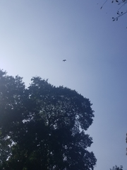 Milvus migrans