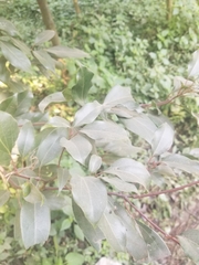 Cinnamomum camphora