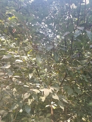 Cinnamomum camphora
