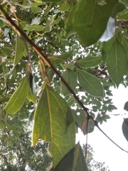 Cinnamomum camphora