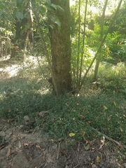 Magnoliopsida