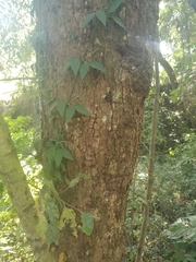Magnoliopsida