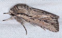 Persectania dyscrita