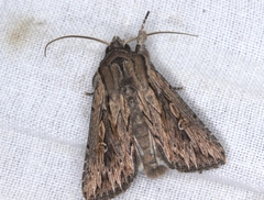 Persectania dyscrita