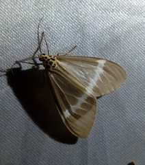 Nyctemera hyalina