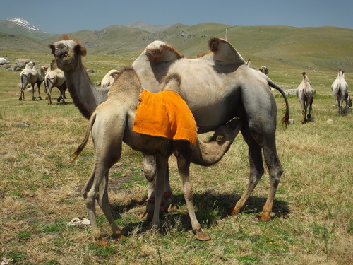 Domestic Bactrian Camel