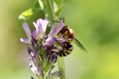 Anthidium