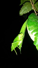 Paracaedicia serrata