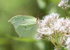 Gonepteryx aspasia