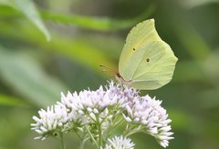 Gonepteryx aspasia