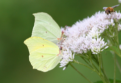 Gonepteryx aspasia