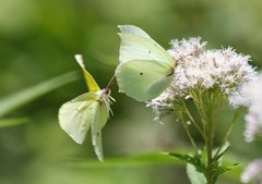 Gonepteryx aspasia