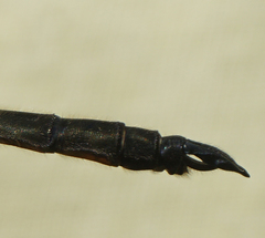 Somatochlora kennedyi