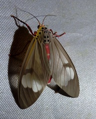 Amerila arthusbertrand