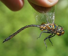 Somatochlora kennedyi