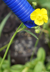 Ranunculus hispidus nitidus
