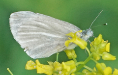 Pieris virginiensis