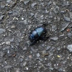 Phelotrupes auratus
