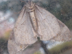 Operophtera relegata