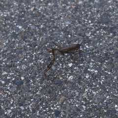 Statilia maculata maculata