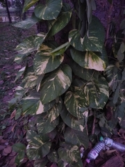 Epipremnum aureum