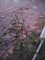 Crocothemis servilia