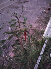 Crocothemis servilia