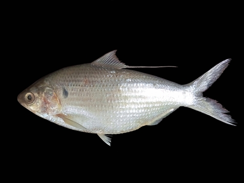 Bloch's gizzard shad (Nematalosa nasus) — Clupeidae — 2