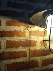 Hemidactylus platyurus