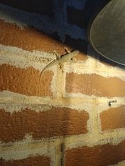 Hemidactylus platyurus