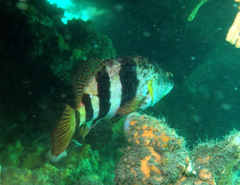 Hypoplectrodes nigroruber