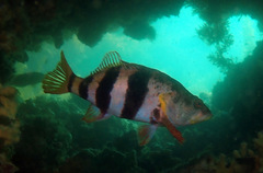 Hypoplectrodes nigroruber