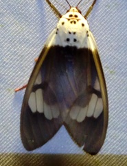 Amerila crokeri