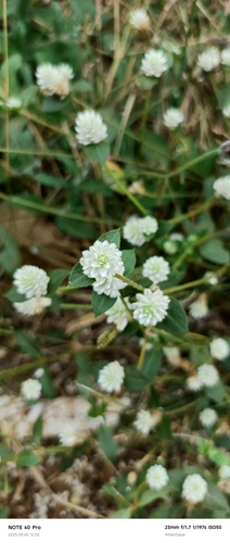 prostrate globe-amaranth
