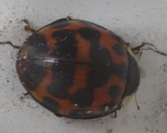 Harmonia axyridis