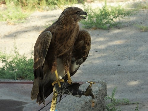 Long-legged Buzzard