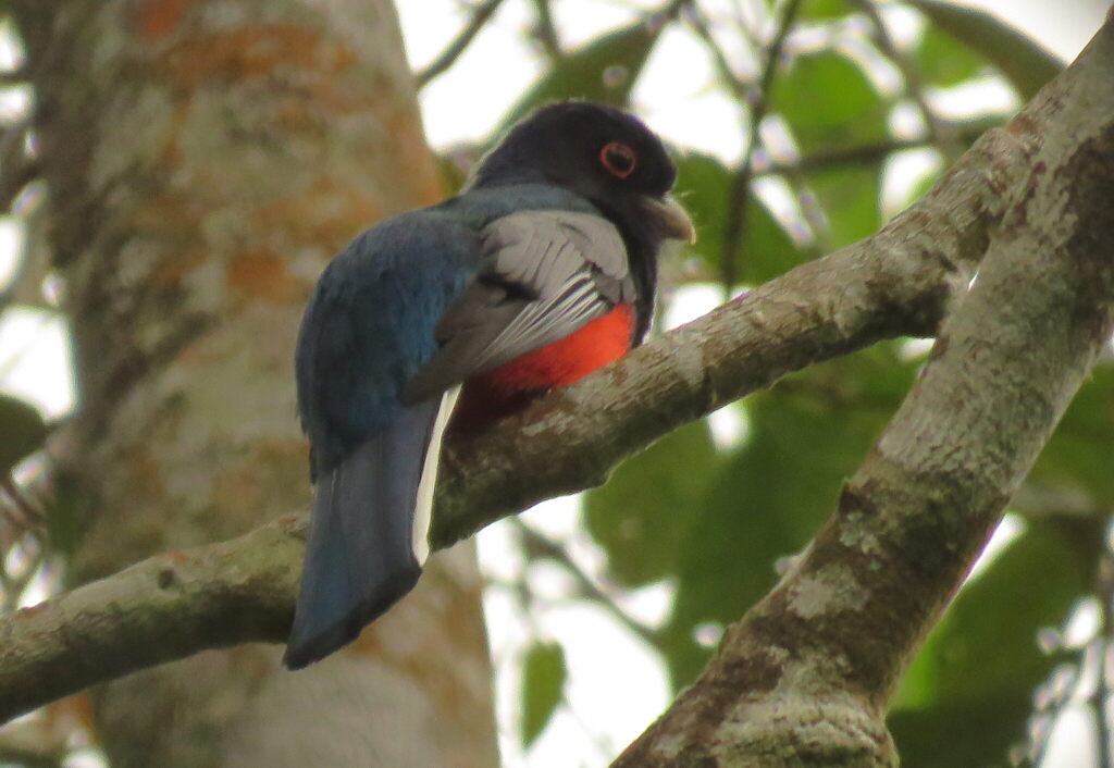 Surucua Trogon (Red-bellied)