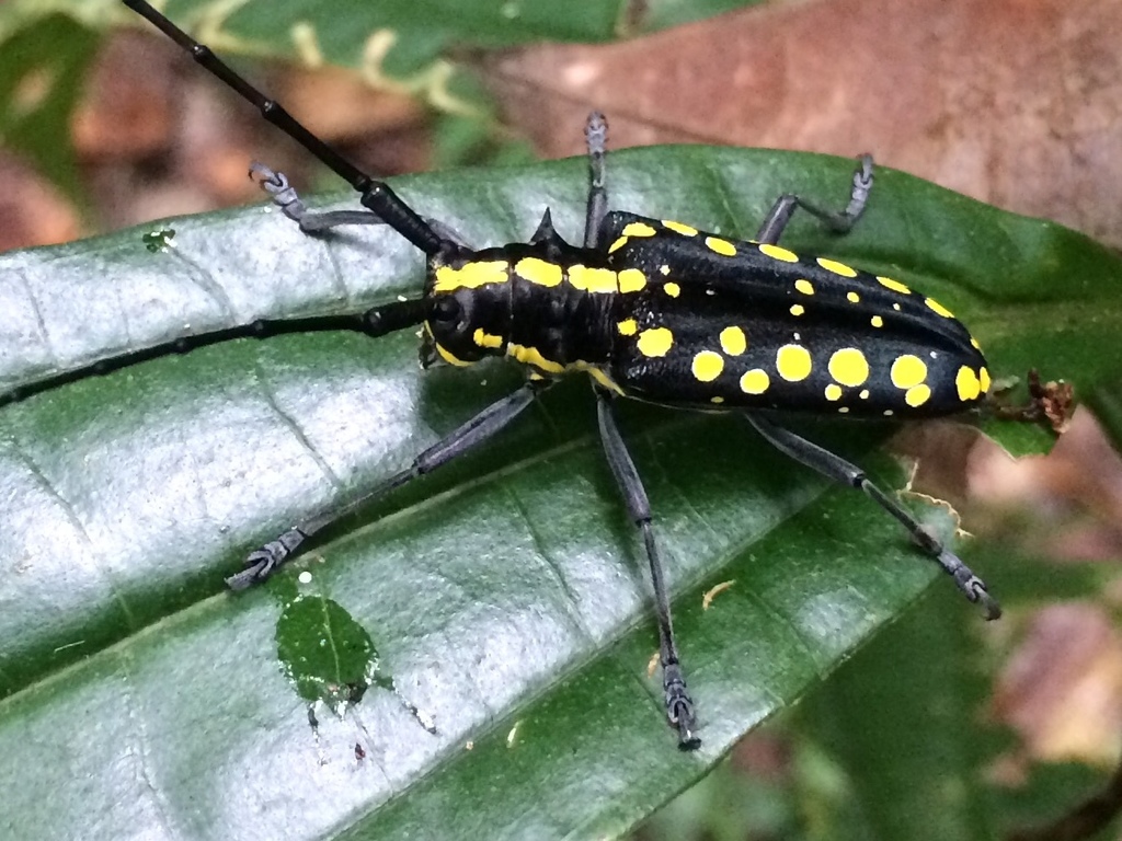 Taeniotes farinosus